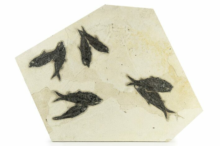 Multiple Fossil Fish (Knightia) Plate - Wyoming #251866